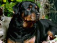 /album/kepgaleria-fenykepgaleria/champ-rottweiler-jpg/