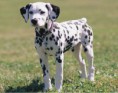 /album/kepgaleria-fenykepgaleria/dalmata-7-jpg/