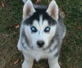 /album/kepgaleria-fenykepgaleria/kolyok-husky-1-jpg/